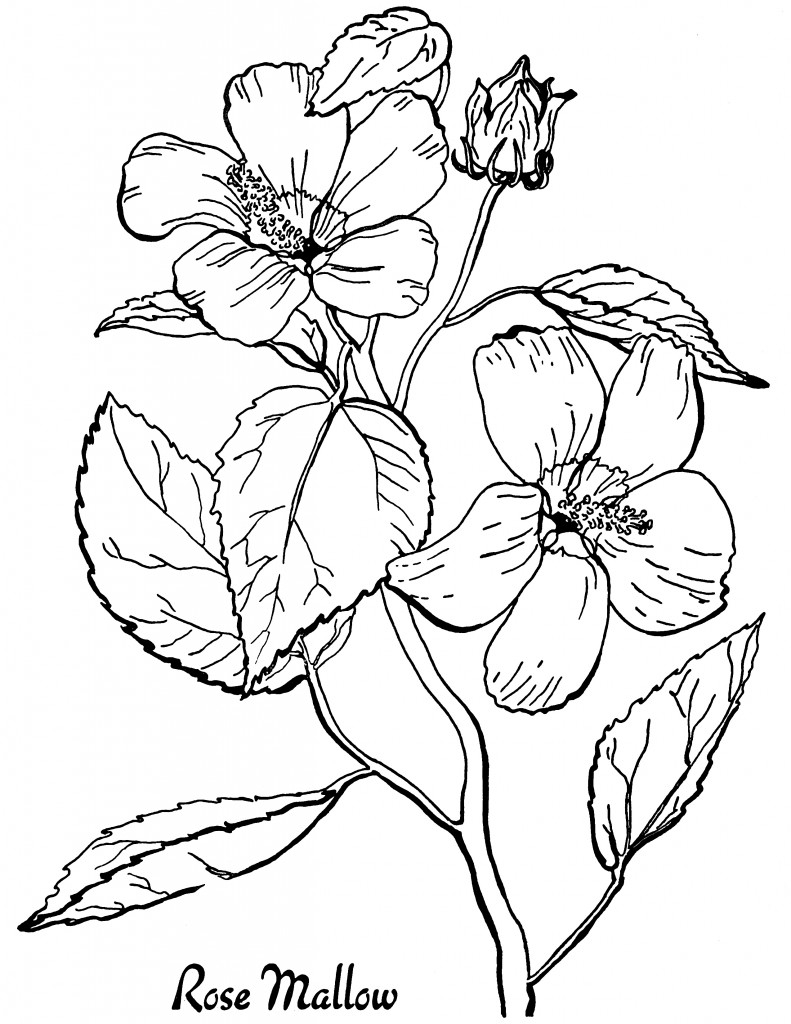 free coloring pages for adults printable