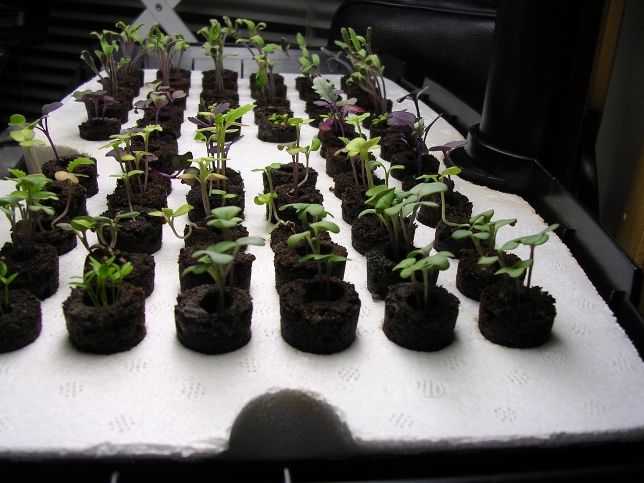 aerogarden seed starter template
