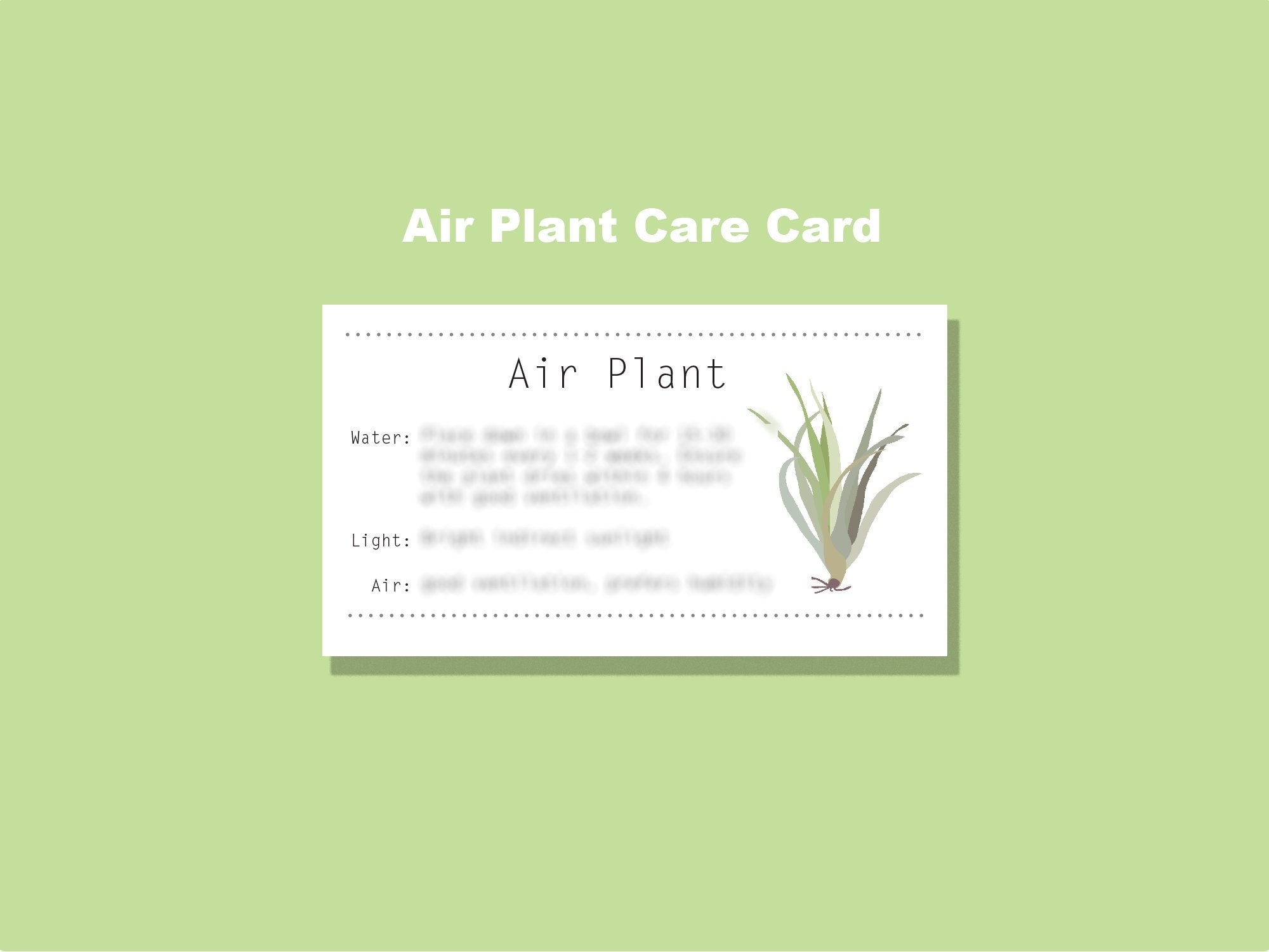 Air Plant Care Card Digital Download Infographic Printable Etsy