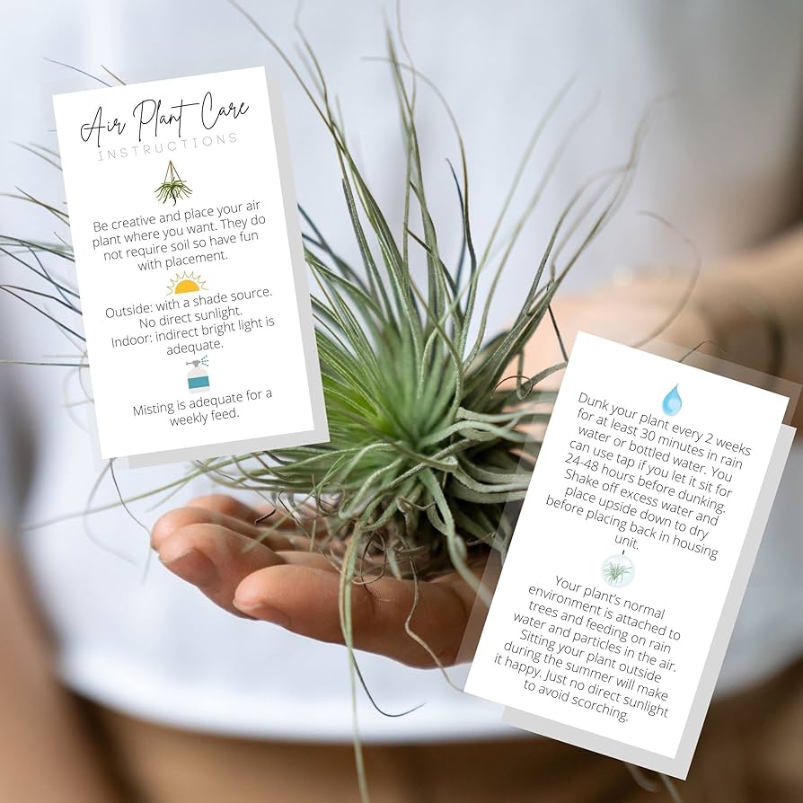 air plant care instructions printable