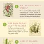 Easy Air Plant Care Guide With Infographics