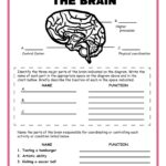 Free Science Worksheets The Nervous System