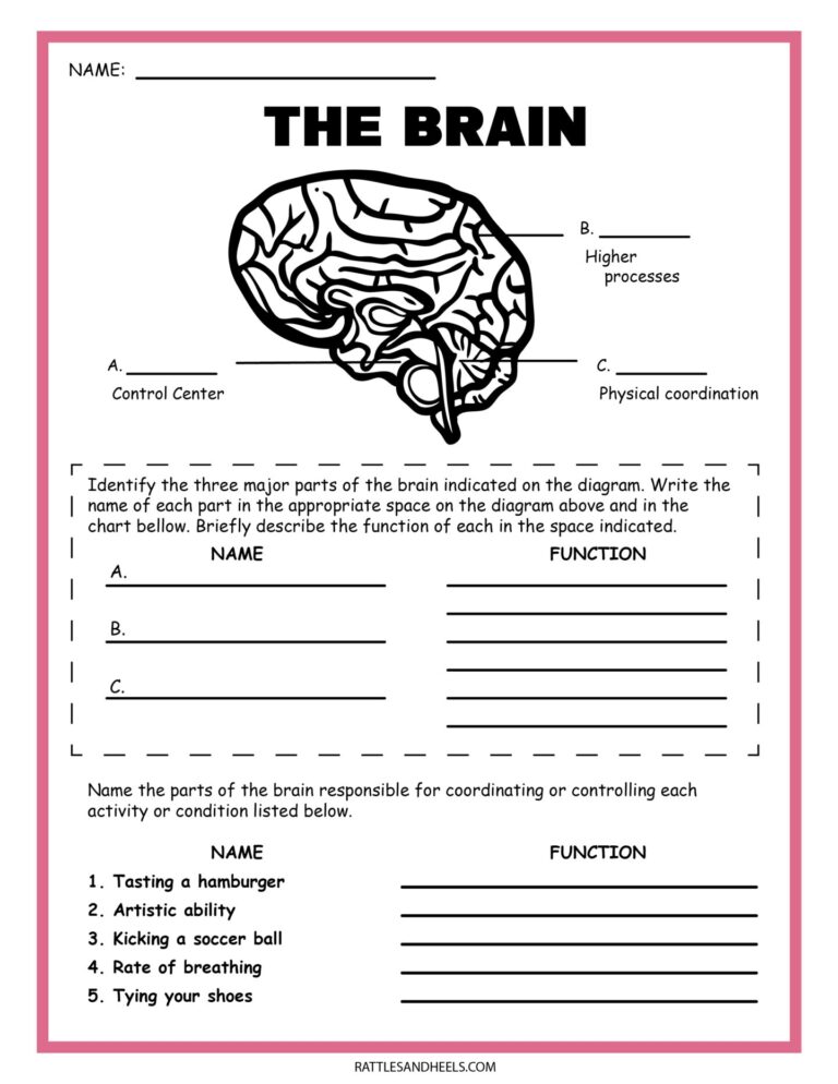 Free Science Worksheets The Nervous System 