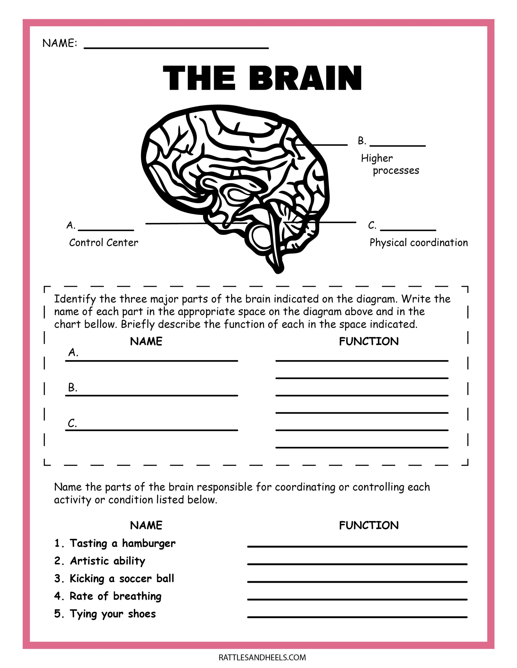 Free Science Worksheets The Nervous System  Free Science Worksheets The Nervous System