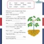 Grade 3 Science Pack Cambridge Work Sheets