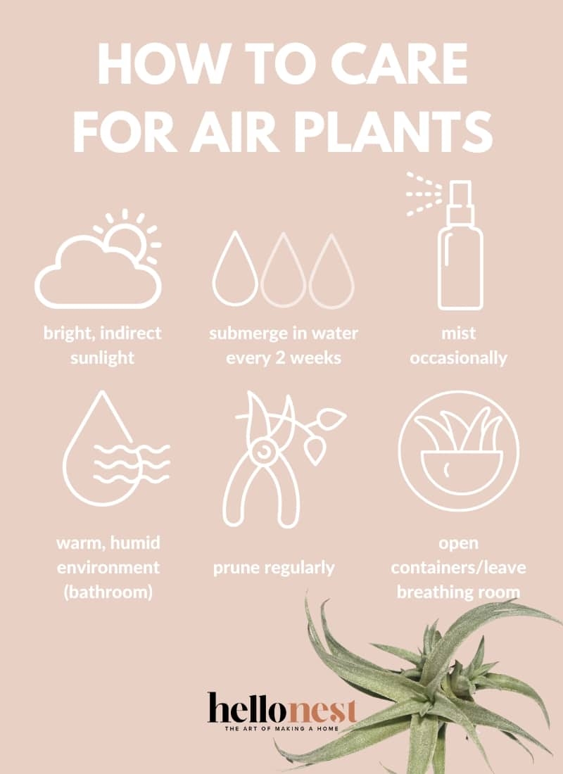 How To Care For Air Plants Hello Nest