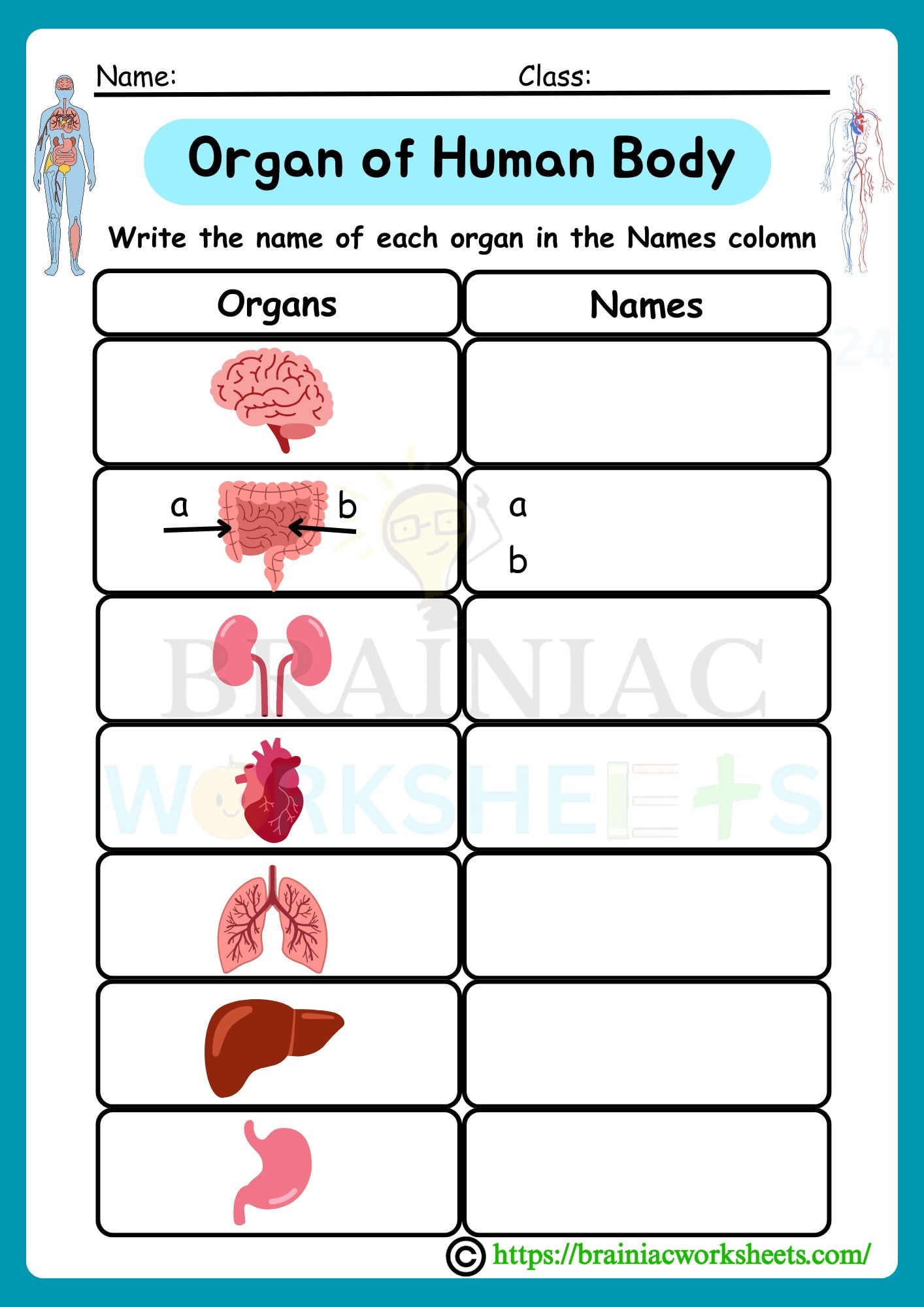 Organs Of Human Body Science Worksheet For Class 3 Brainiac Worksheets Organs Of Human Body Science Worksheet For Class 3 Brainiac Worksheets