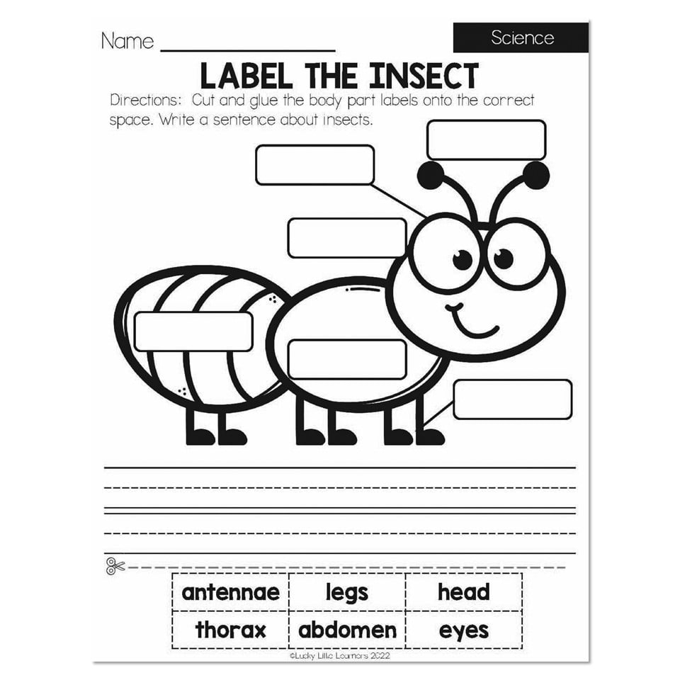 Summer Early Finishers 1st Grade Science Label The Insect Lucky Little Learners Summer Early Finishers 1st Grade Science Label The Insect Lucky Little Learners