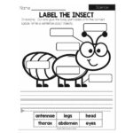 Summer Early Finishers 1st Grade Science Label The Insect Lucky Little Learners