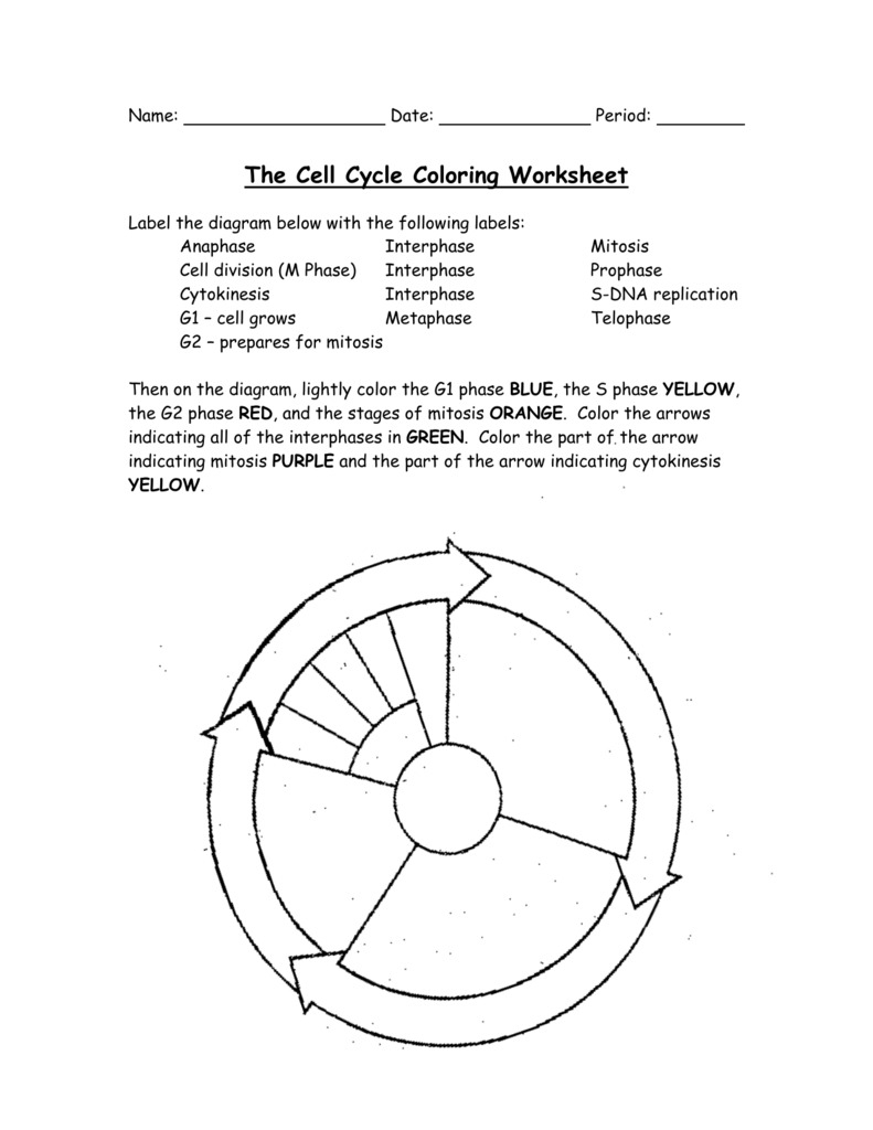 10 In Depth Worksheet For Understanding The Cell Cycle The Teach Simple Blog