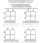 9 Hands On Worksheet Punnett Square Worksheet The Teach Simple Blog