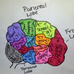 AP Psychology AHS Brain Project