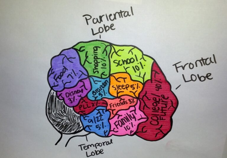 AP Psychology AHS Brain Project