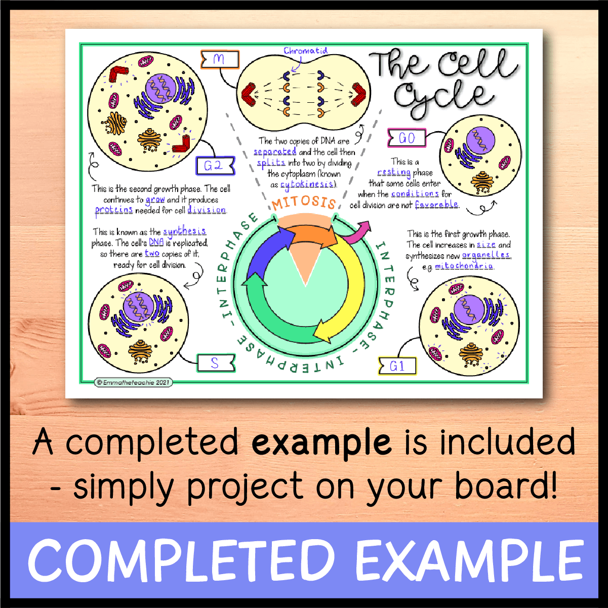 the cell cycle worksheet