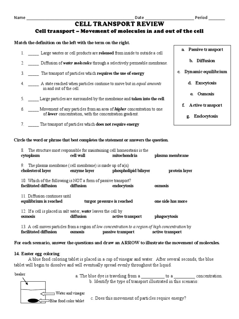 cell transport review worksheet