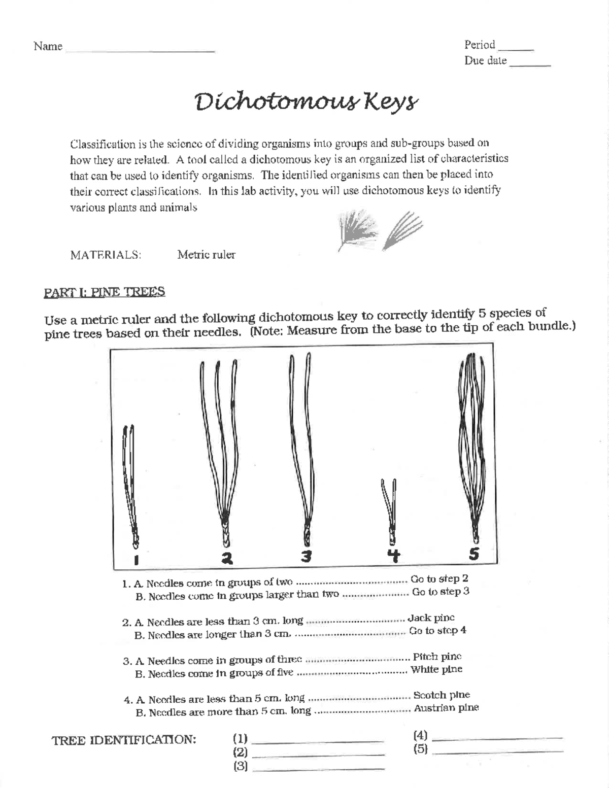 dichotomous key worksheet