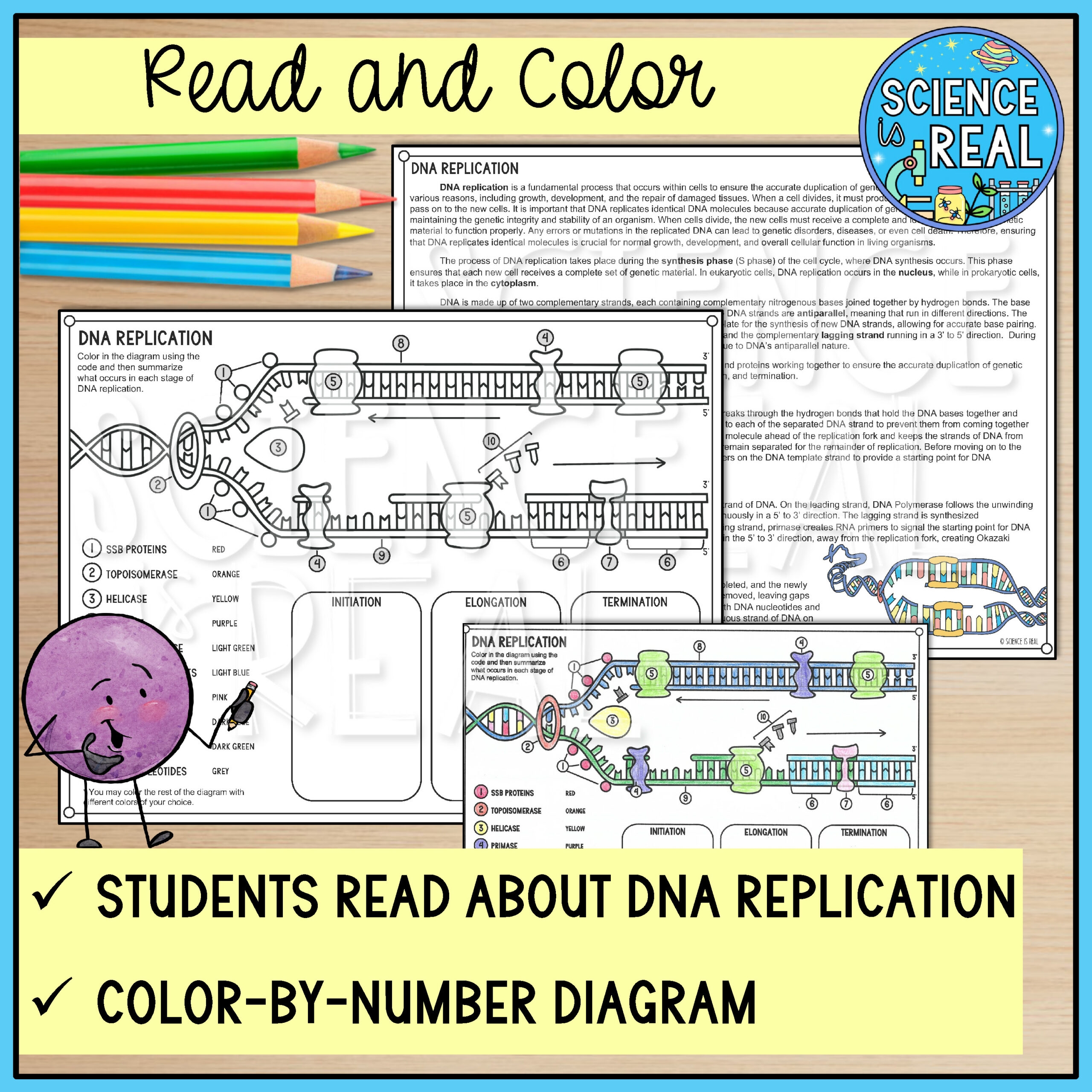 DNA Replication Color By Number Reading And Worksheets Classful DNA Replication Color By Number Reading And Worksheets Classful