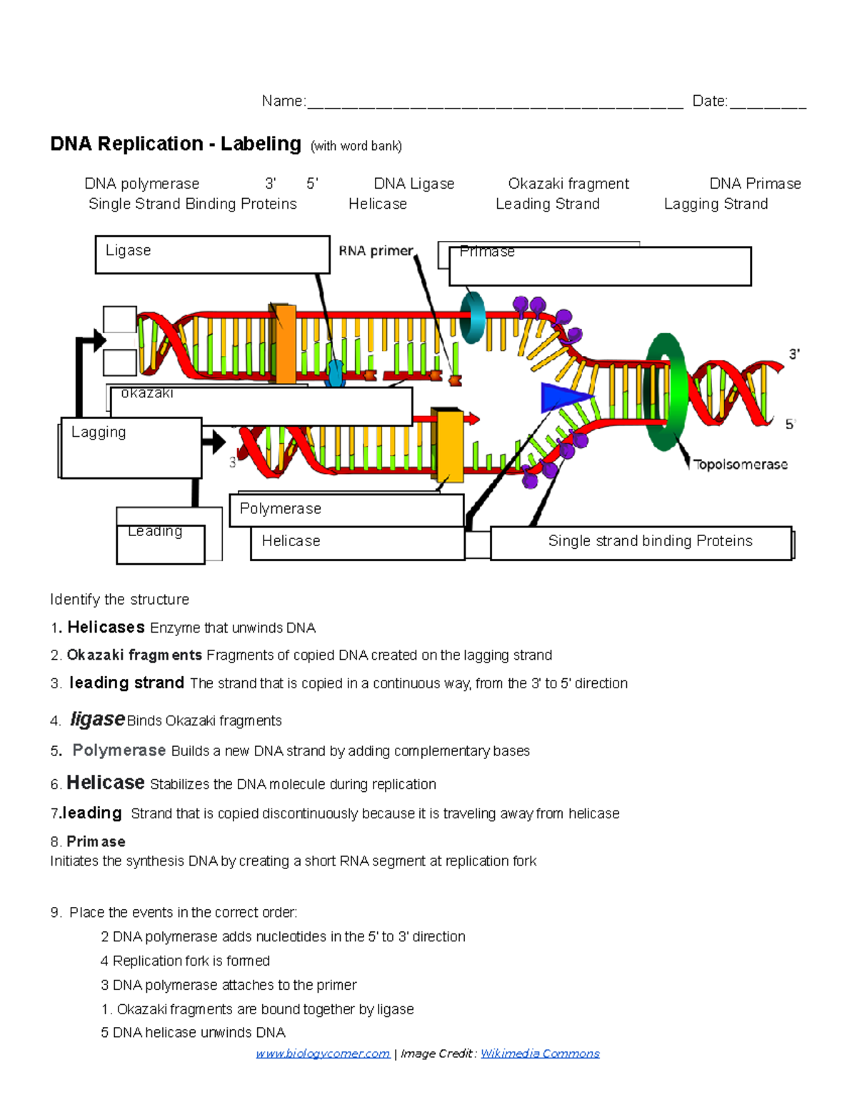DNA Replication Labeling Exercise With Key Terms And Functions Studocu DNA Replication Labeling Exercise With Key Terms And Functions Studocu