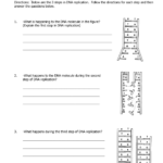 DNA Replication Practice Worksheet