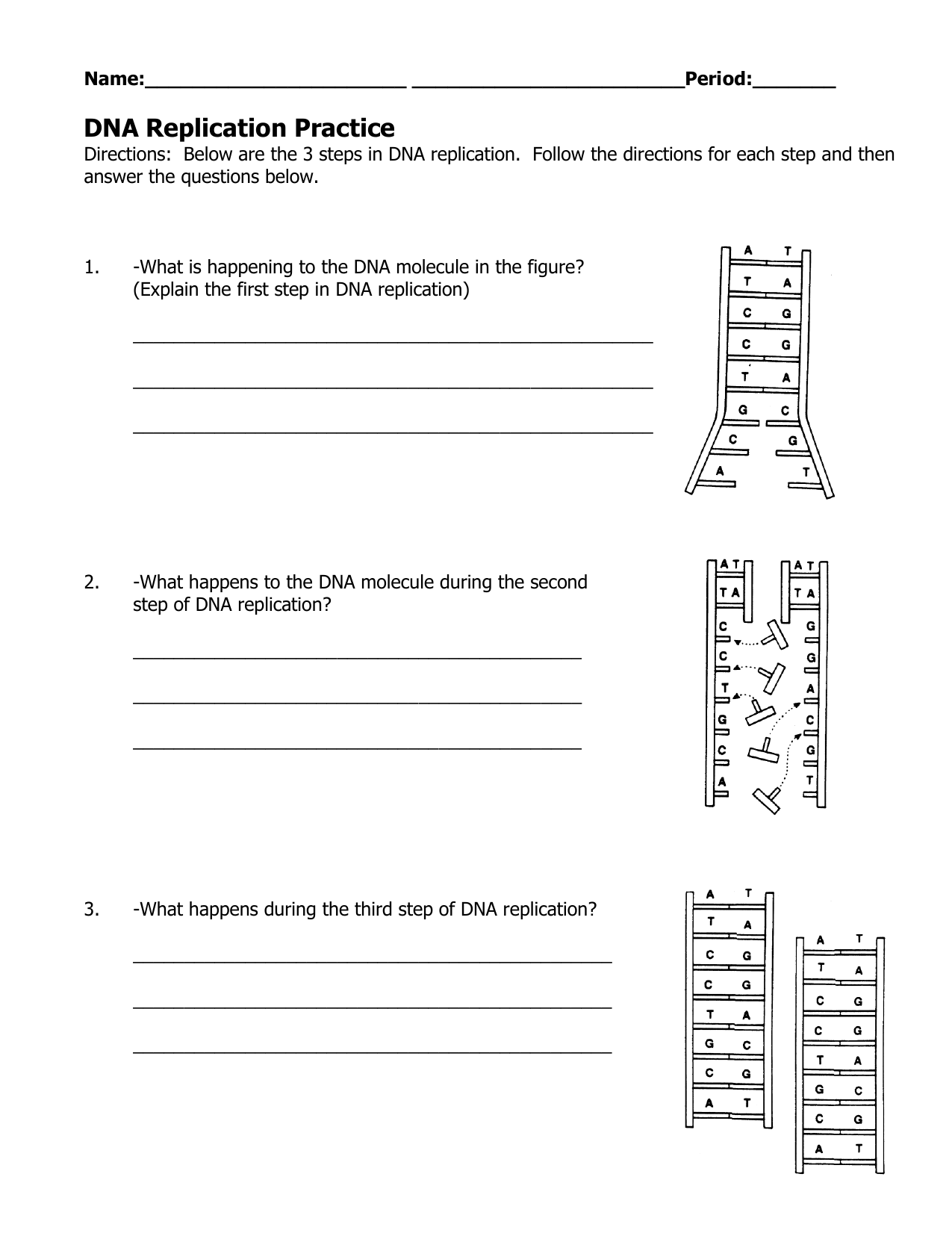 DNA Replication Practice Worksheet DNA Replication Practice Worksheet