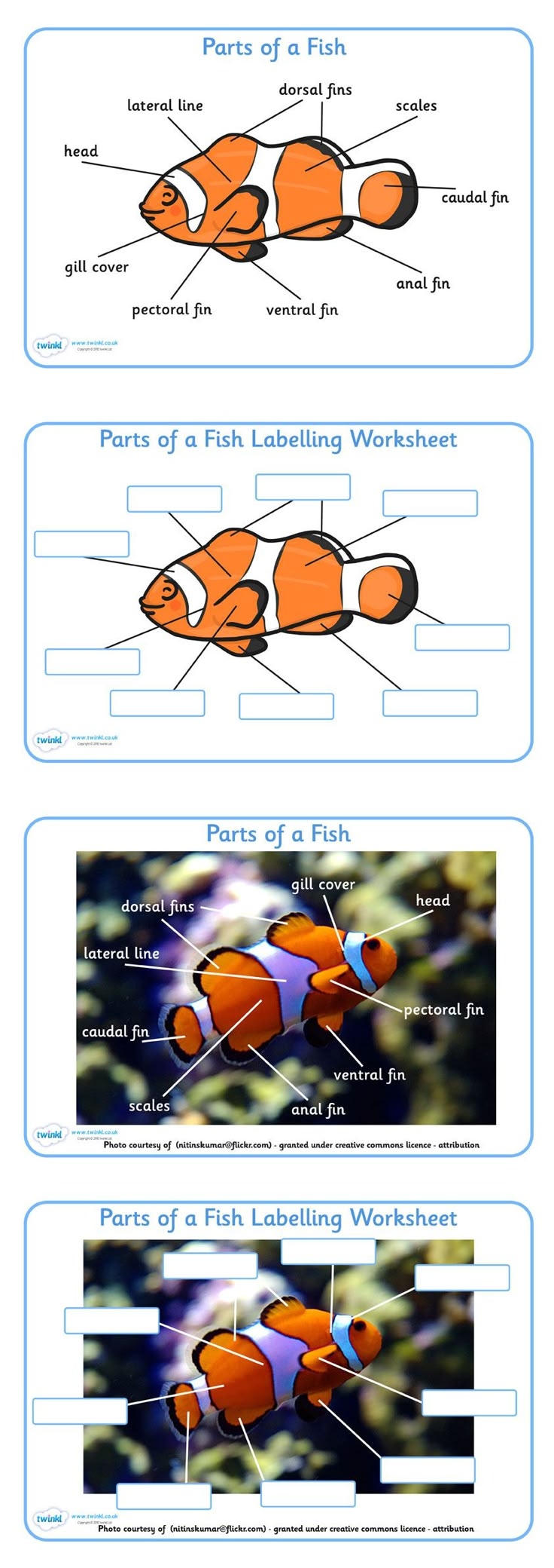 Fish Drawing With Labels Under The Sea Fish Drawing With Labels Under The Sea