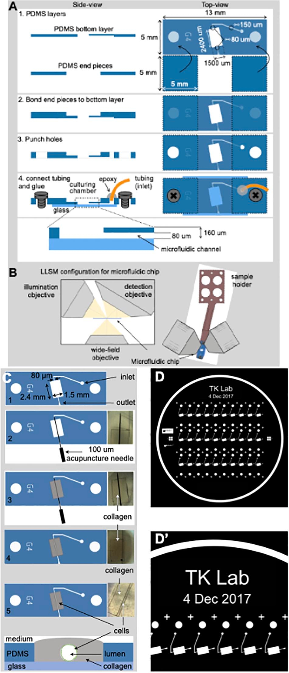Frontiers Design And Validation Of A Human Brain Endothelial Microvessel on a Chip Open Microfluidic Model Enabling Advanced Optical Imaging