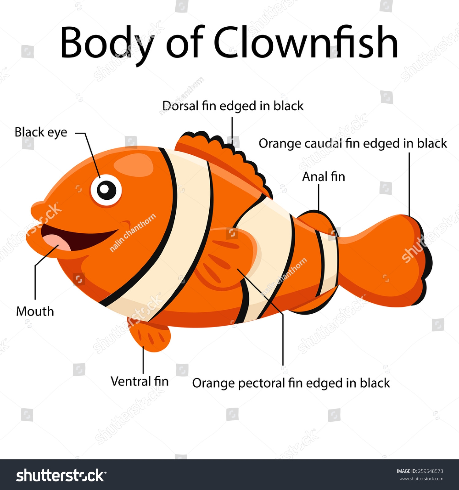 Illustrator Body Clown Fish Stock Vector Royalty Free 259548578 Shutterstock