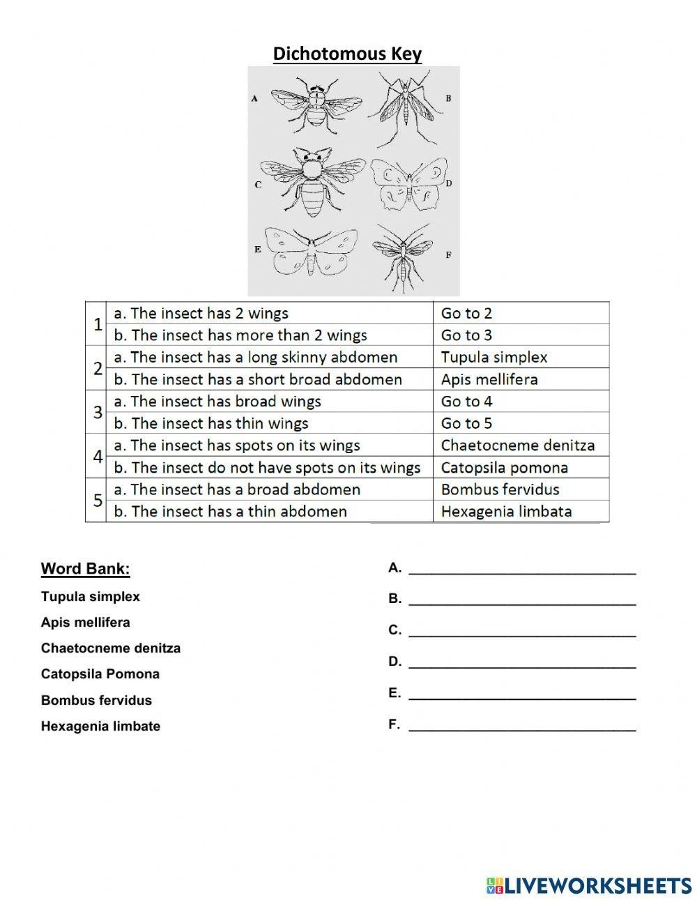 Make A Dichotomous Key WITH Your Students Science Of Curiosity Worksheets Library