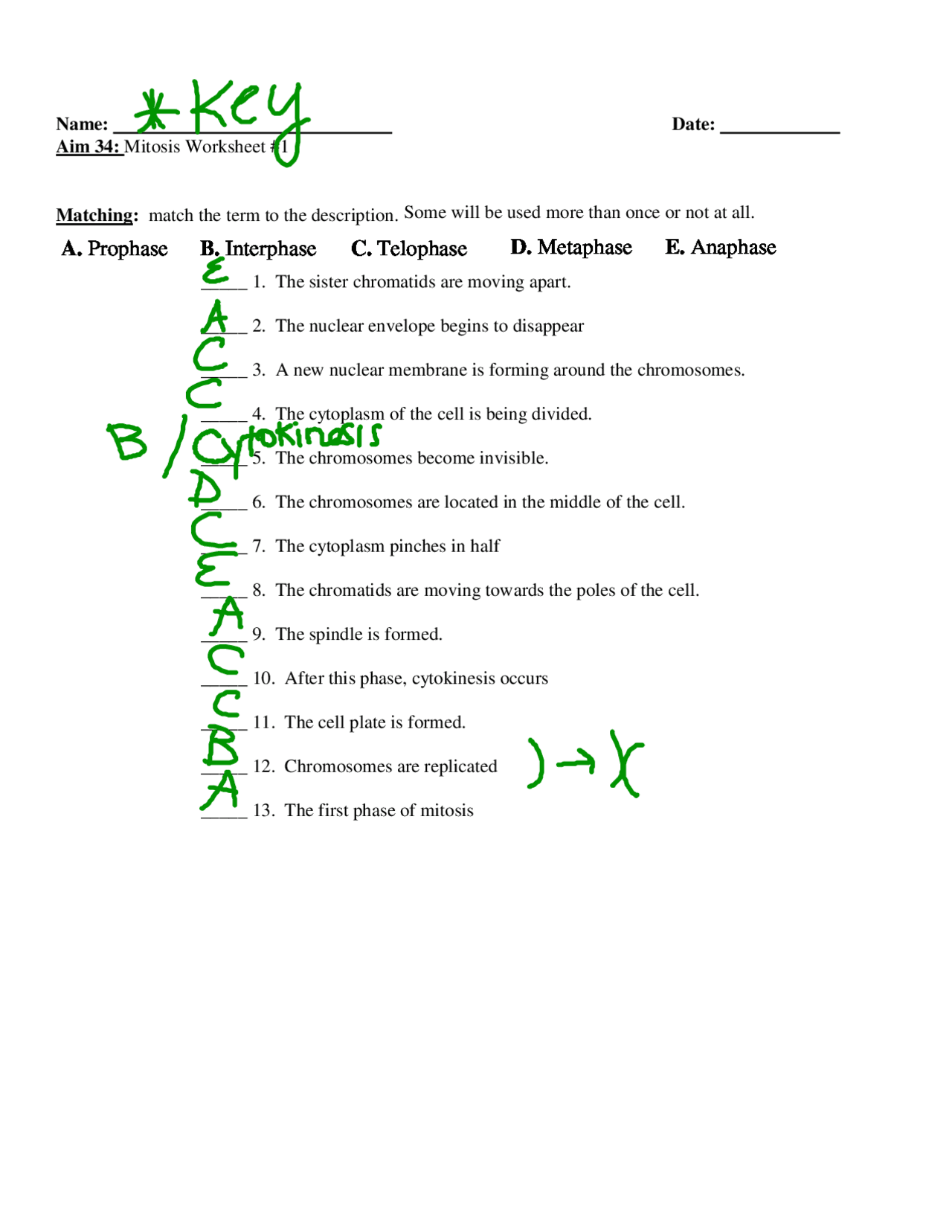 mitosis worksheet answers