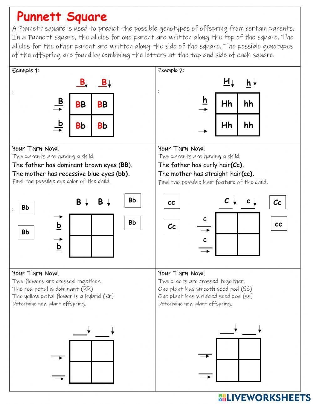 Monohybrid Punnett Squares Practice Remote Learning Worksheets Library