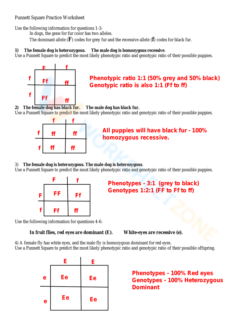 Printable Punnett Square Practice Worksheets