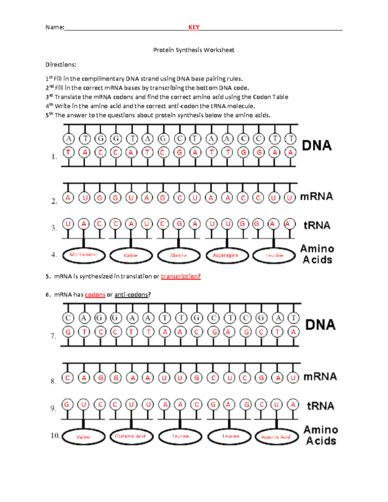 Protein Synthesis Worksheet Key For Course 1617 Details Studocu