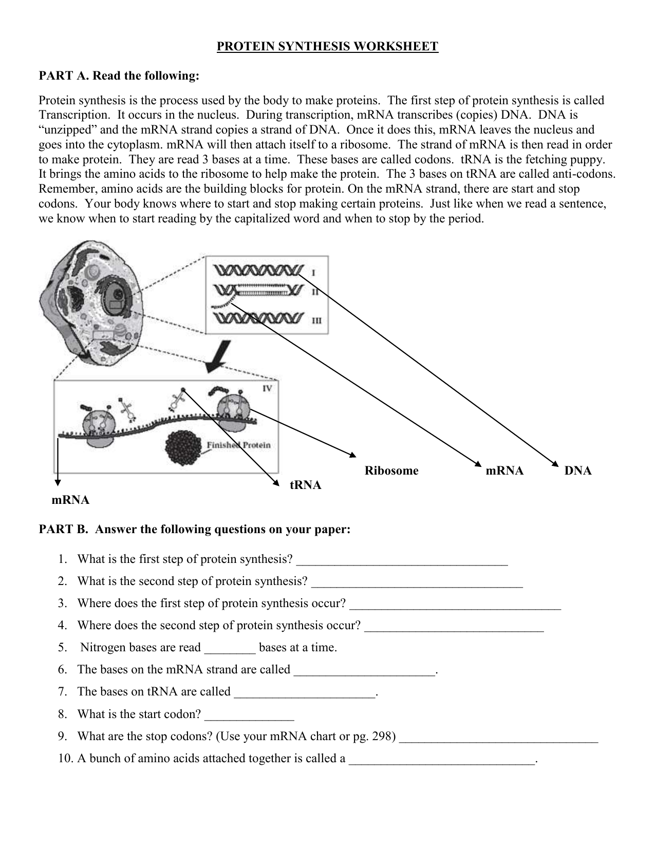 Protein Synthesis Worksheet Transcription Translation Protein Synthesis Worksheet Transcription Translation