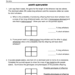 Punnett Square Practice Genetics Worksheet