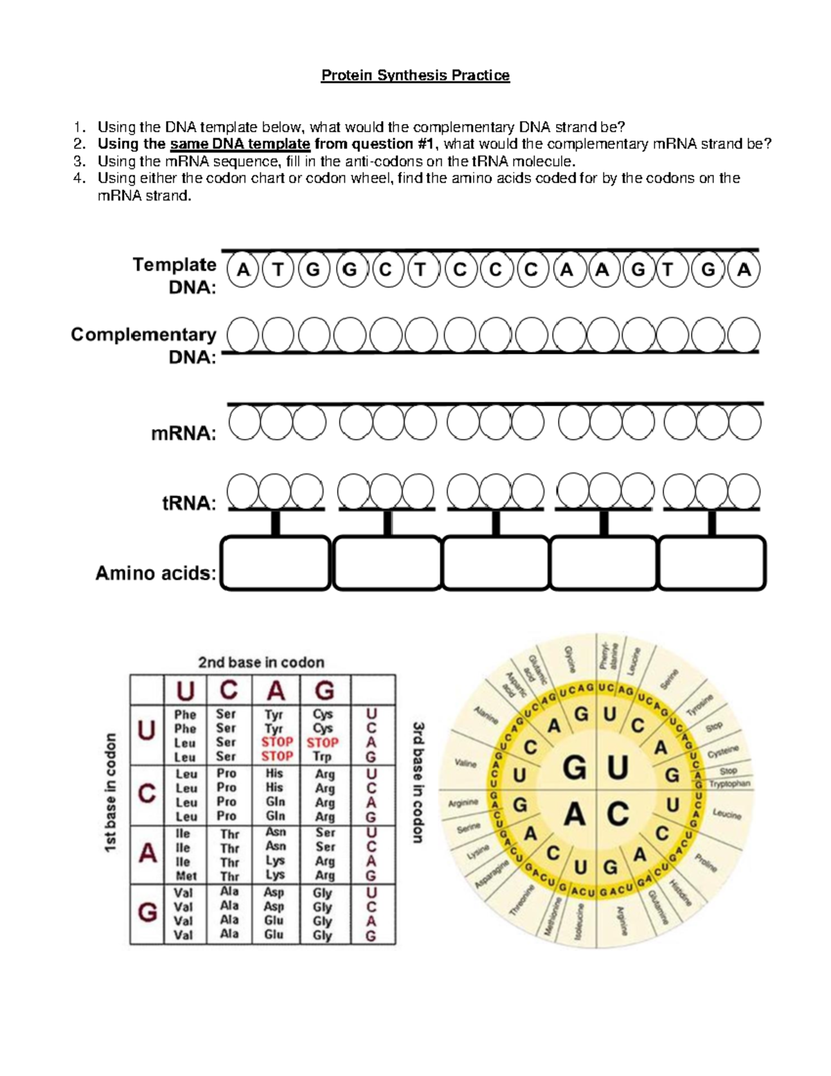 Ryan Holmes Protein Syn Worksheet Protein Synthesis Practice Using The DNA Template Below What Studocu Ryan Holmes Protein Syn Worksheet Protein Synthesis Practice Using The DNA Template Below What Studocu