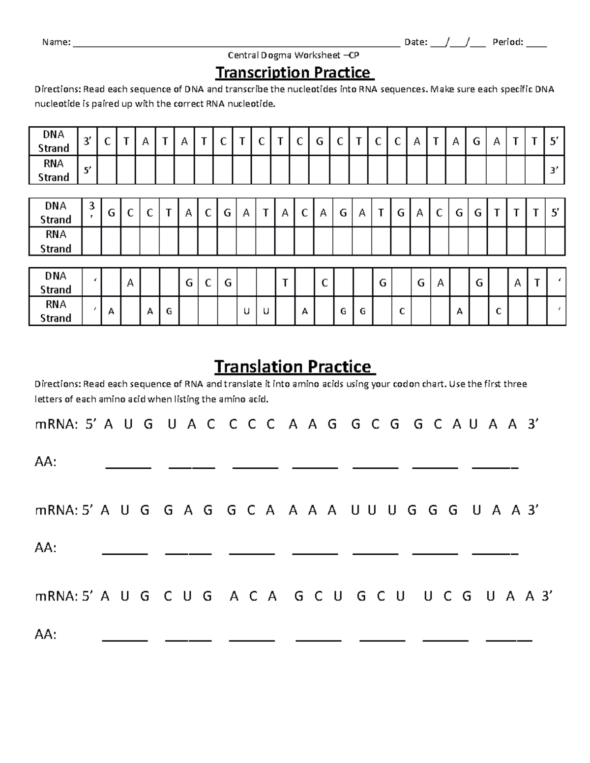 Transcription And Translation Worksheet CP Studocu